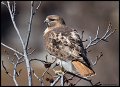 _3SB2767 red-tailed hawk